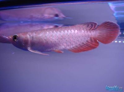 金龍魚如何發色快些：金龍魚如何發色快