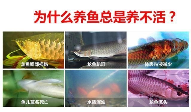 龍魚養不活：如何檢測龍魚飼料質量，龍魚養殖環境要求，防止龍魚疾病的方法