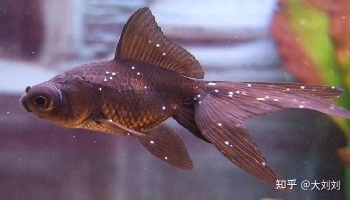 金魚白點病能自愈嗎 金魚白點病能自愈嗎 龍魚論壇 第2張