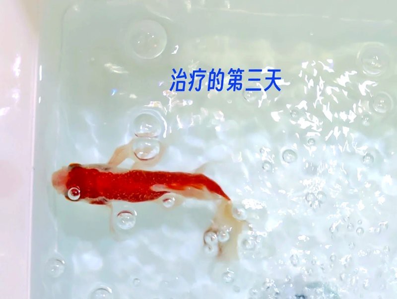 金魚白點病能自愈嗎 金魚白點病能自愈嗎 龍魚論壇 第7張