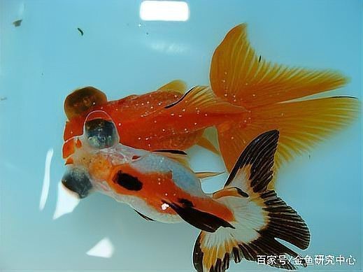 金魚白點病能自愈嗎 金魚白點病能自愈嗎 龍魚論壇 第6張