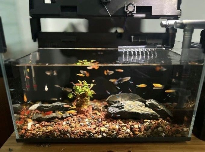 小米幾何畫法魚缸壞了：小米幾何畫法魚缸出現了故障
