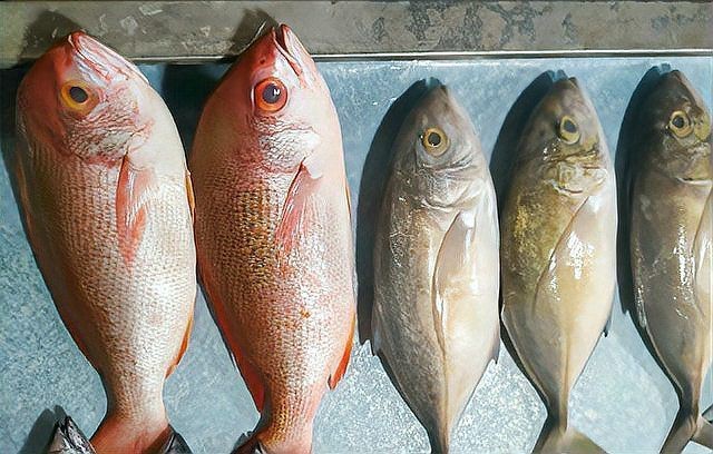 紅鯧魚