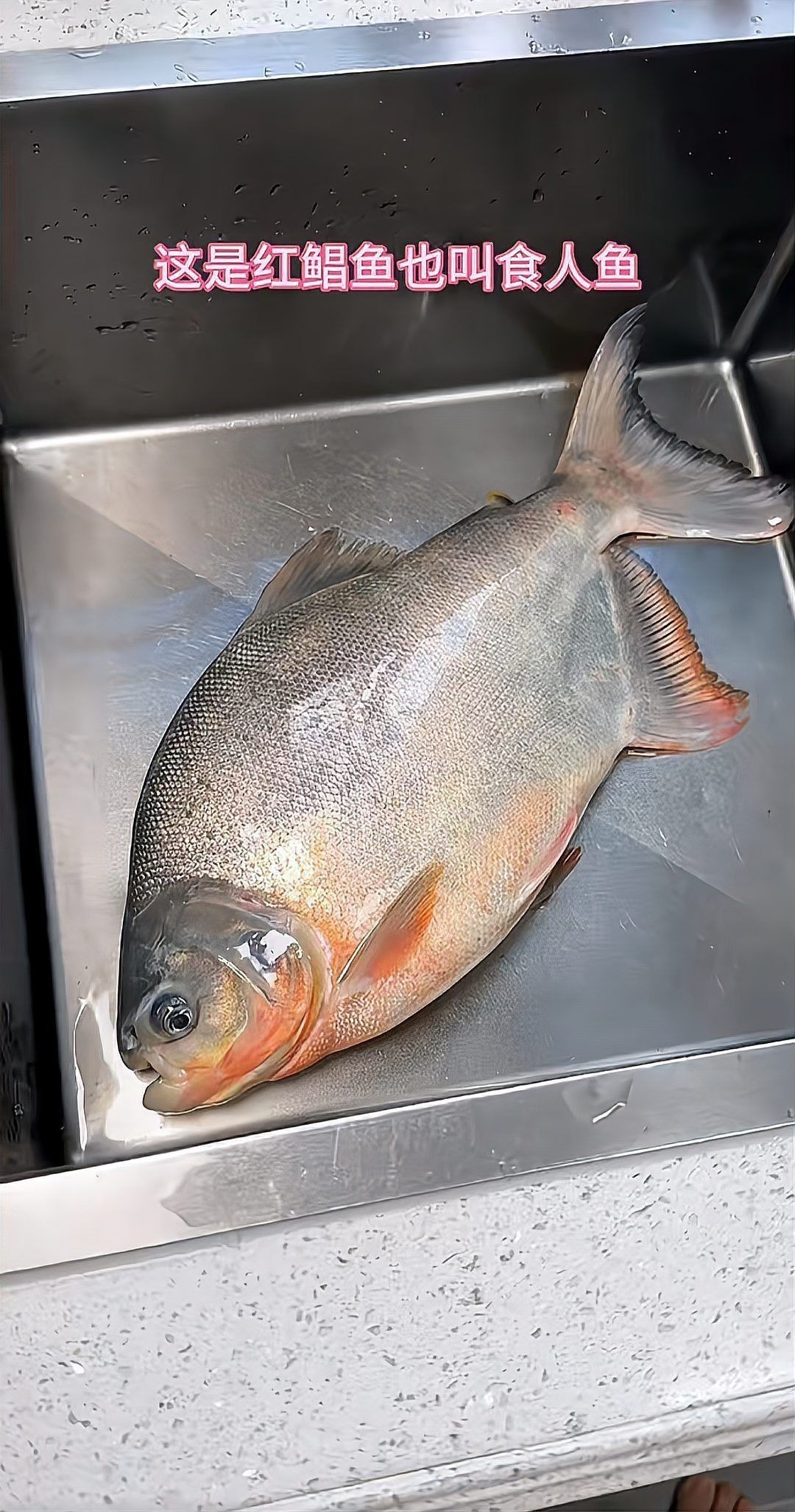 紅鯧魚