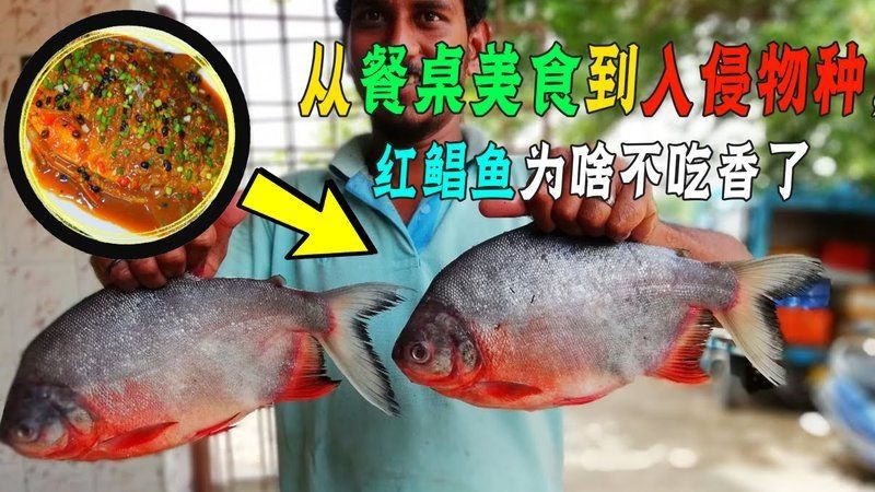 紅鯧魚