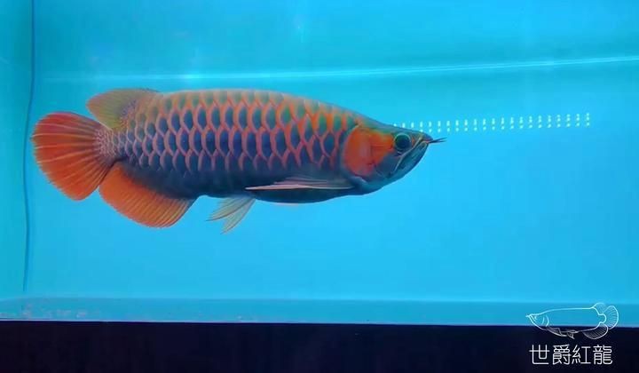 紅龍魚品牌 紅龍魚品牌 龍魚論壇 第6張