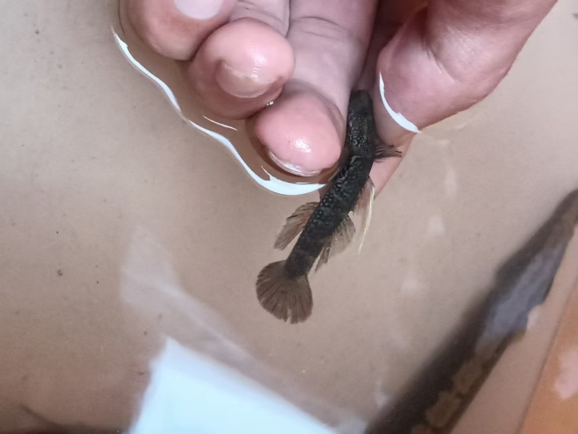 （紋腮蝦虎）批發(fā)/零售[勾引]