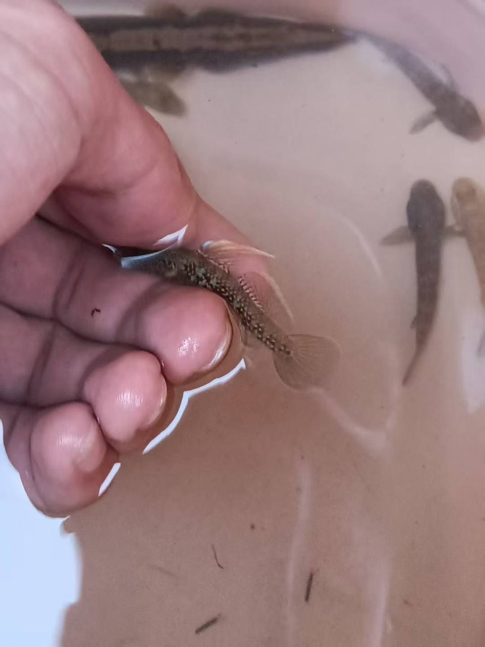 （紋腮蝦虎）批發(fā)/零售[勾引]
