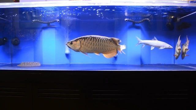 紅龍魚年齡怎么看好壞圖解大全（紅龍魚年齡怎么看好壞圖解大全視頻）