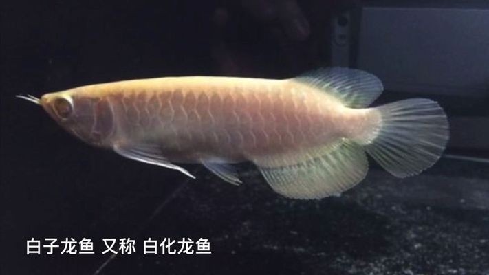 高昌區盛嘉花卉漁具銷售店（高昌區盛嘉花卉漁具銷售店地址）