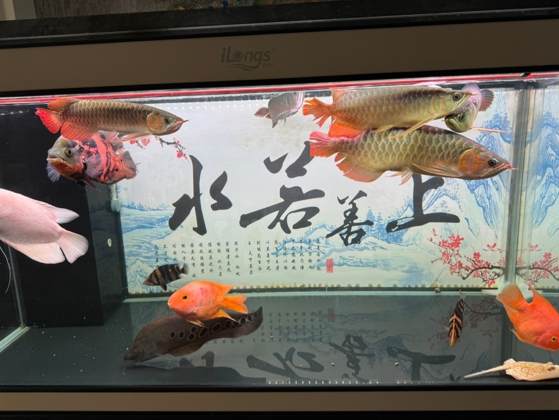 飯后尚魚，混養傷不起