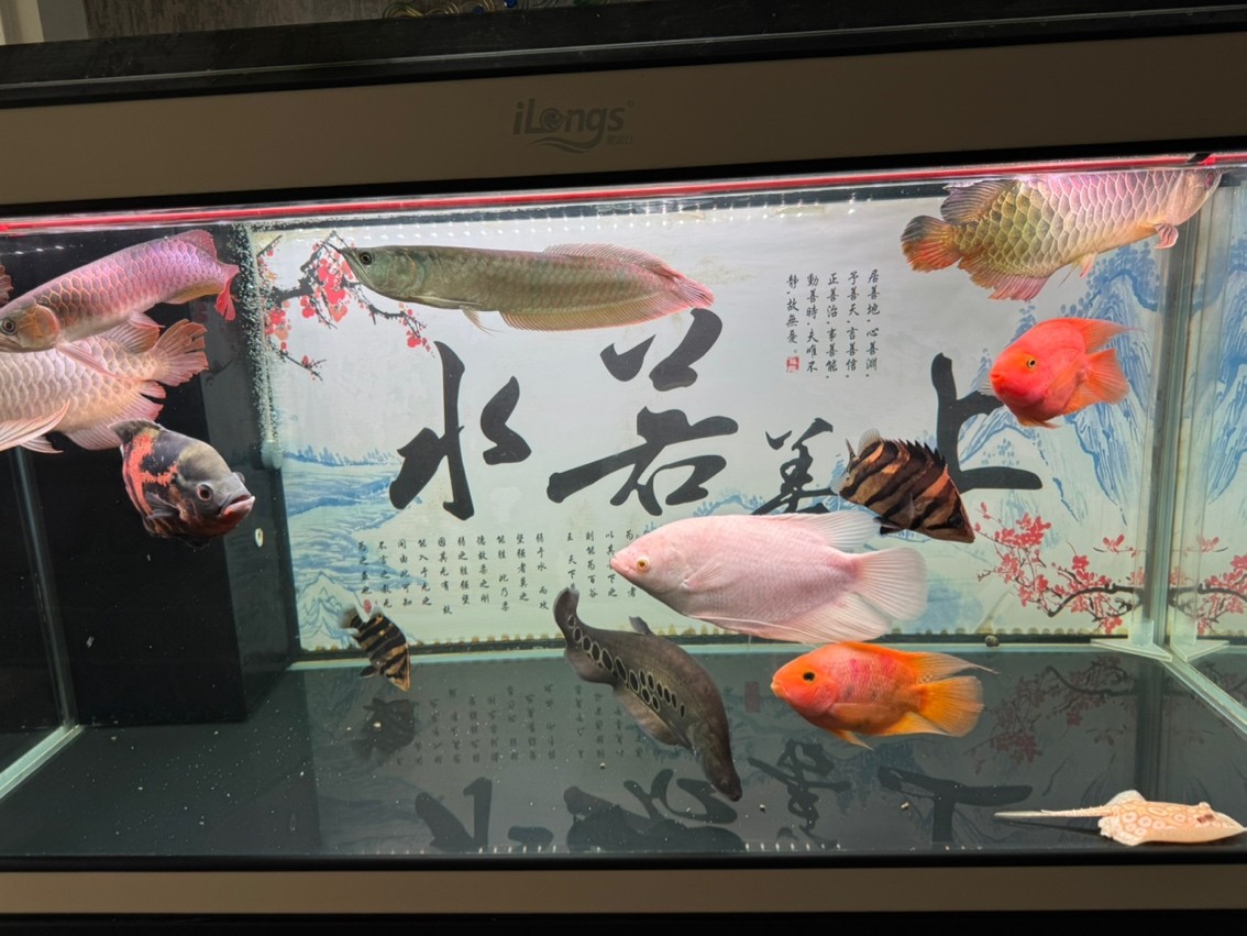 飯后尚魚，混養傷不起