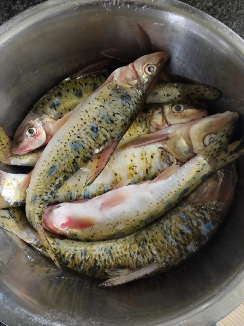 大嘴魚圖片