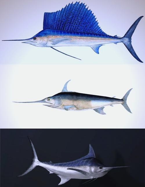 紅龍魚成魚后多久繁殖一次，紅龍魚的繁殖周期管理指南