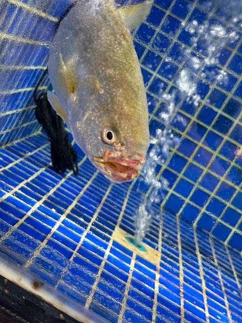 大嘴魚圖片