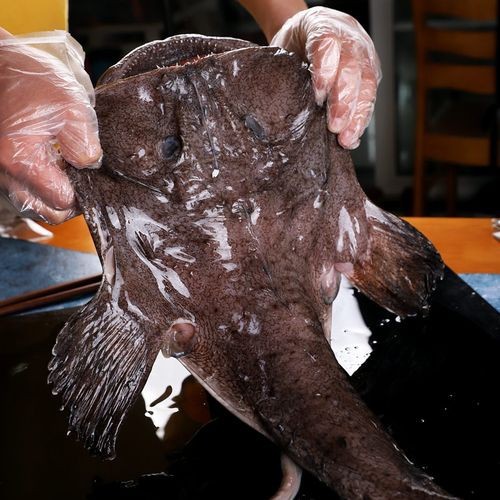 大嘴魚圖片