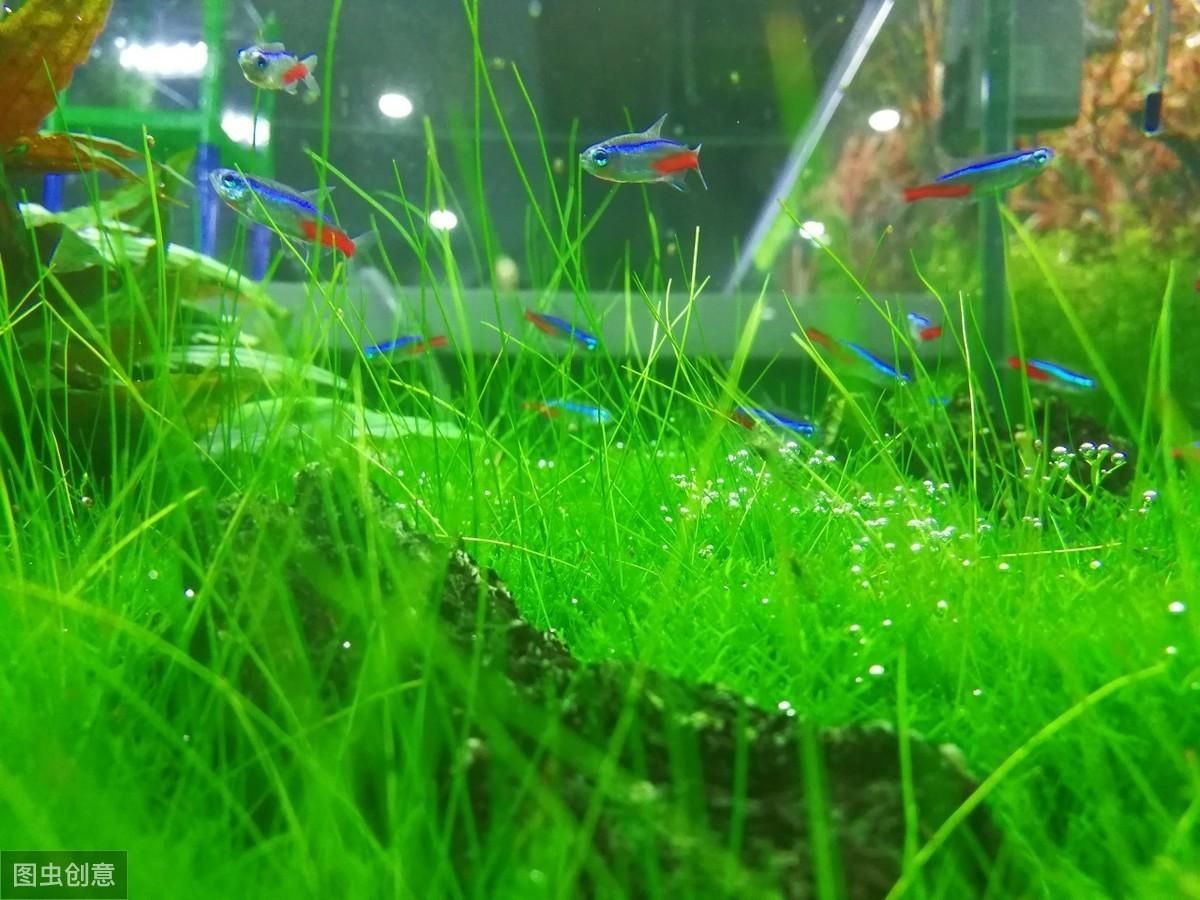 魚缸綠藻怎么徹底清除（魚缸綠藻怎么徹底清除魚缸中的綠藻需要綜合多種方法） 魚缸綠藻怎么徹底清除（魚缸綠藻怎么徹底清除魚缸中的綠藻需要綜合多種方法） 魚缸百科 第3張