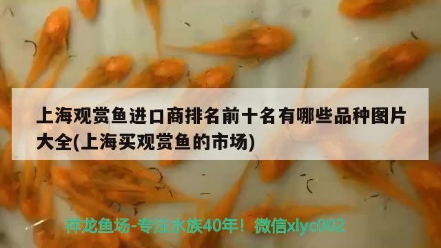 金龍魚怎么養殖成活率高些：如何判斷金龍魚的健康狀態，金龍魚繁殖管理要點