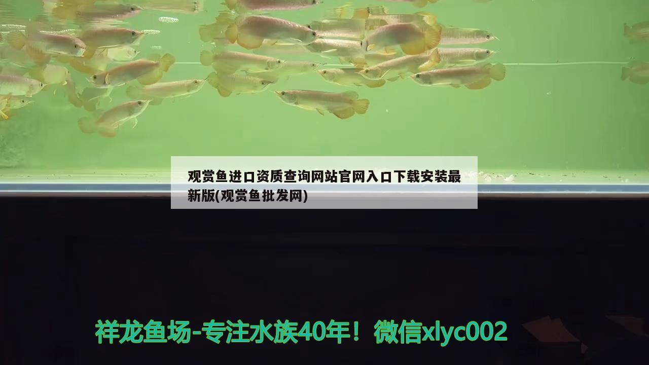 金龍魚怎么養殖成活率高些：如何判斷金龍魚的健康狀態，金龍魚繁殖管理要點