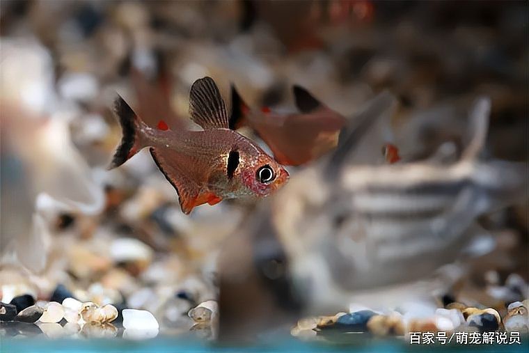 南美十大名貴觀賞魚