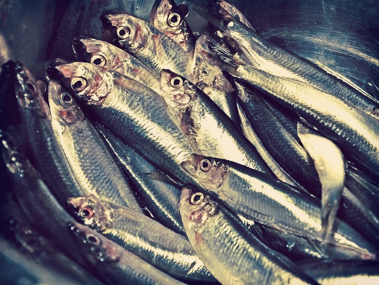 雙線魚一直死的原因