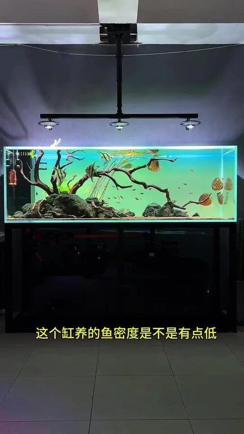 龍魚(yú)可以和七彩混養(yǎng)嗎圖片
