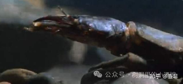龍魚(yú)可以和七彩混養(yǎng)嗎圖片