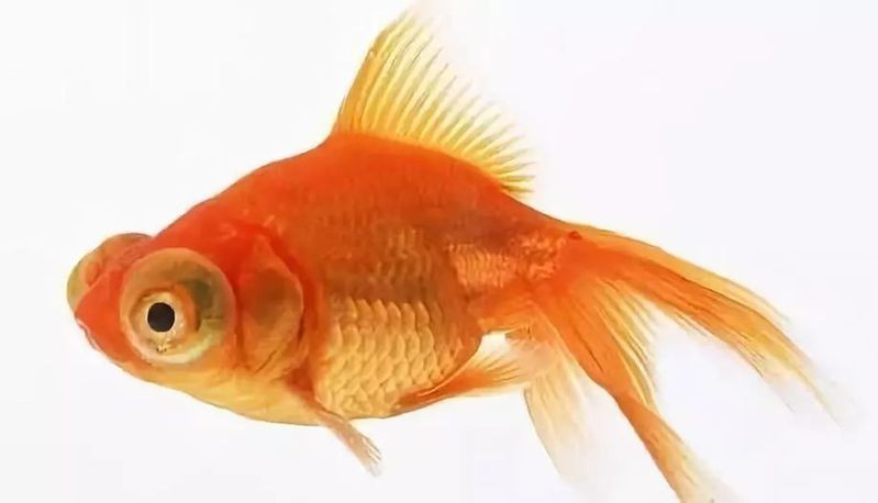 龍魚(yú)可以和七彩混養(yǎng)嗎圖片