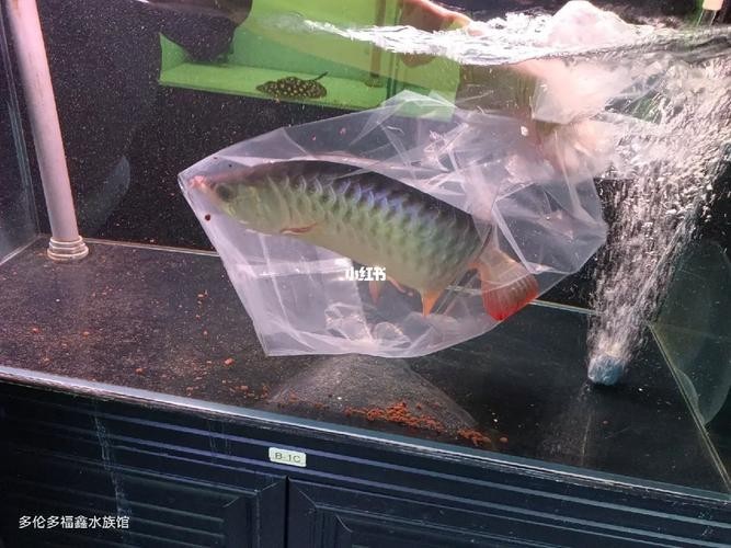 龍魚(yú)可以和七彩混養(yǎng)嗎圖片