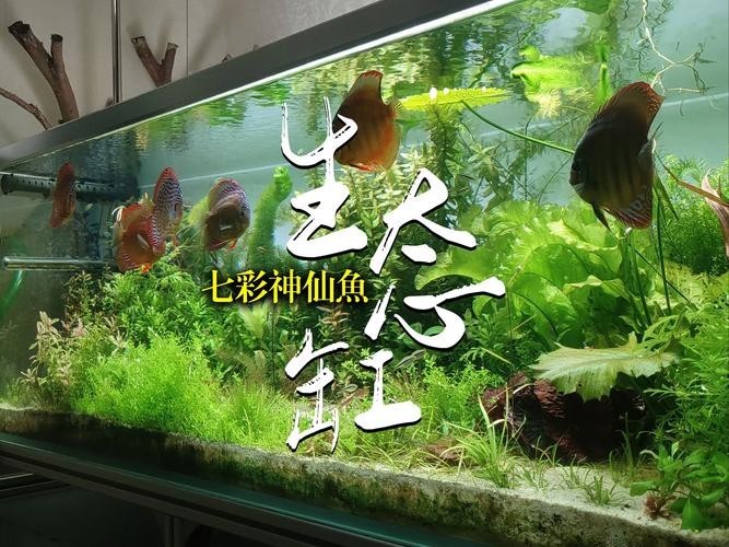 龍魚(yú)可以和七彩混養(yǎng)嗎圖片