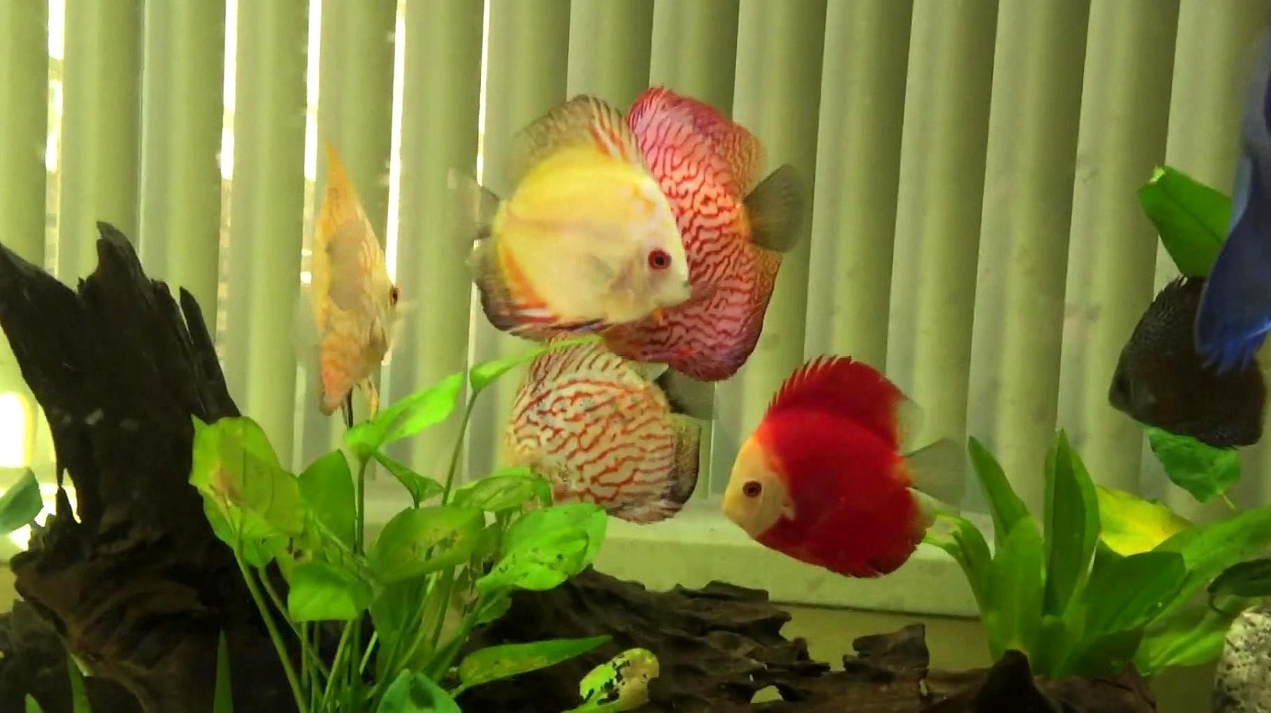 龍魚(yú)可以和七彩混養(yǎng)嗎圖片