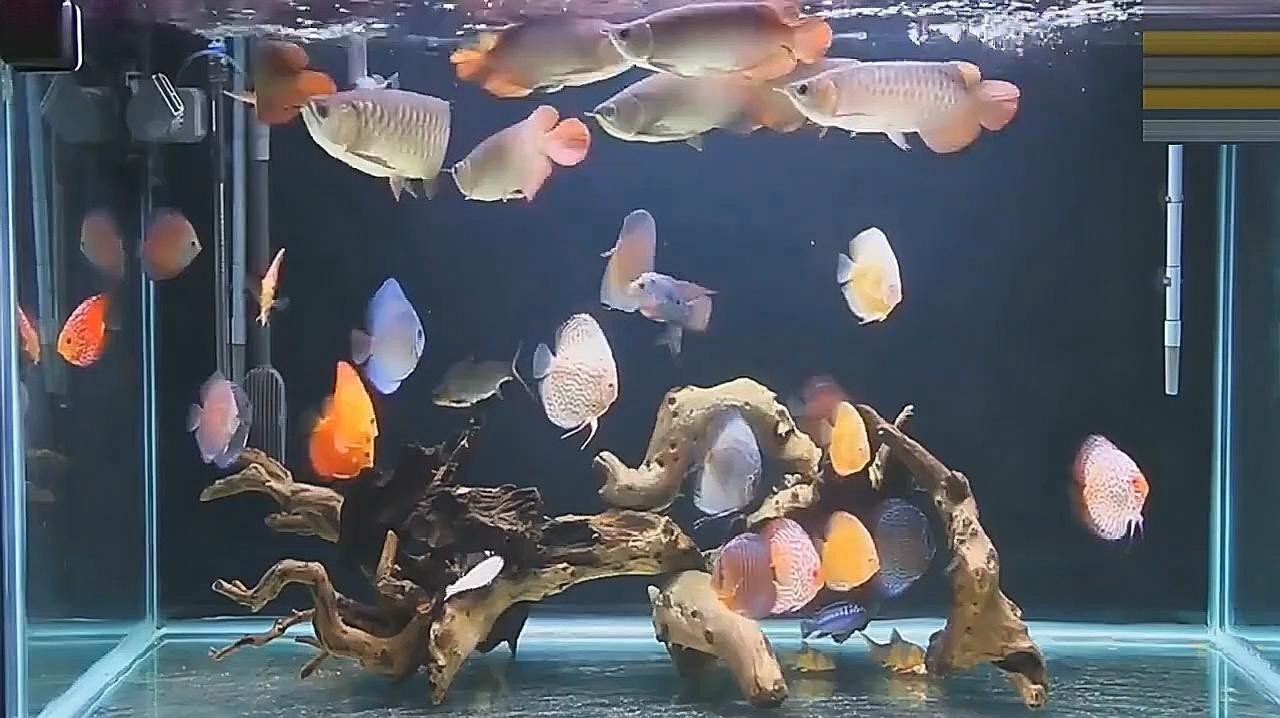 龍魚(yú)可以和七彩混養(yǎng)嗎圖片
