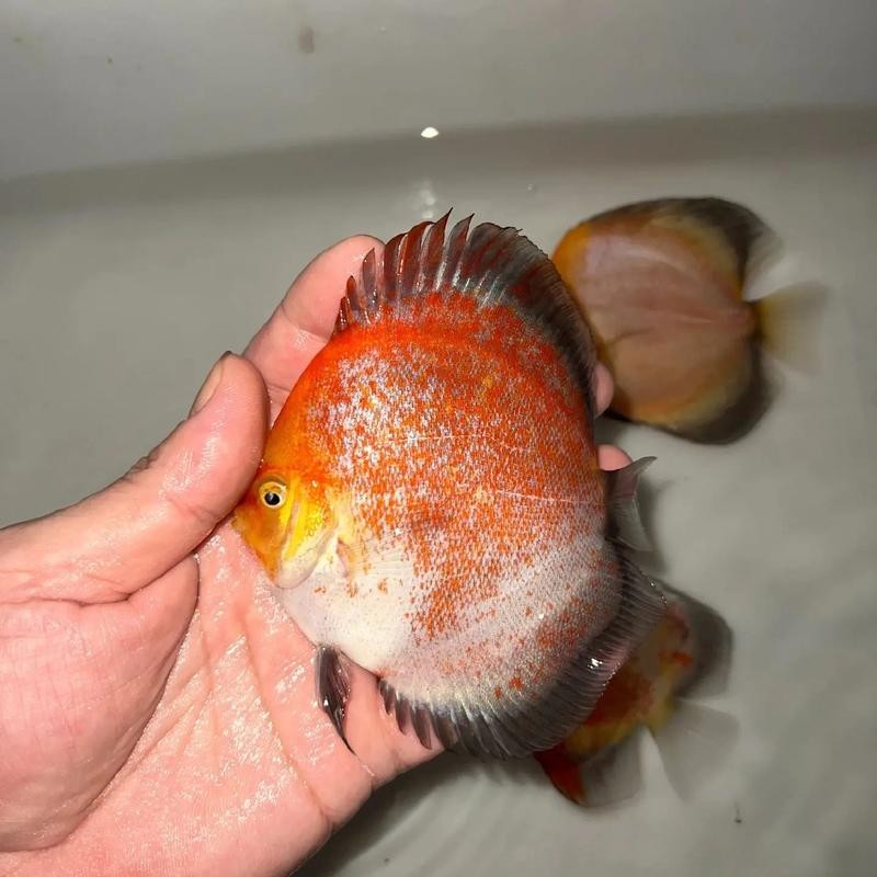 龍魚(yú)可以和七彩混養(yǎng)嗎圖片