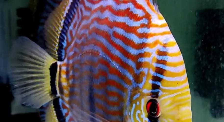 龍魚(yú)可以和七彩混養(yǎng)嗎圖片
