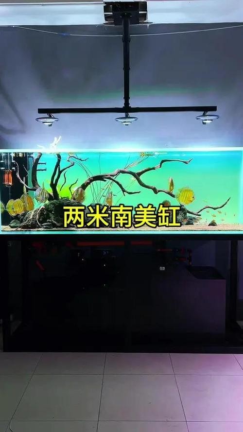 龍魚(yú)可以和七彩混養(yǎng)嗎圖片