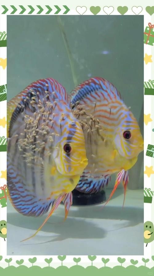 龍魚(yú)可以和七彩混養(yǎng)嗎圖片