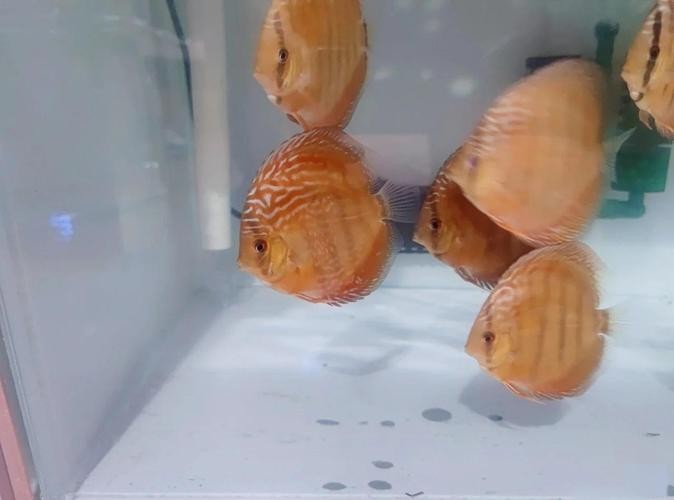 龍魚(yú)可以和七彩混養(yǎng)嗎圖片