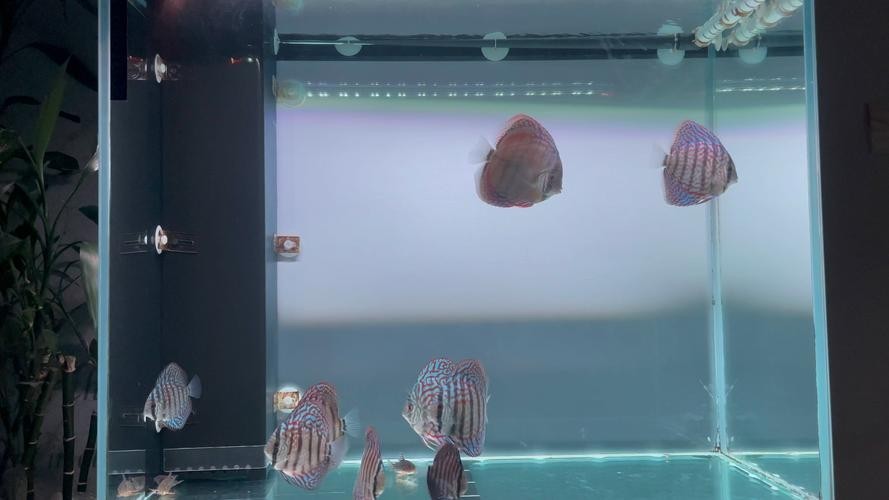 龍魚(yú)可以和七彩混養(yǎng)嗎圖片