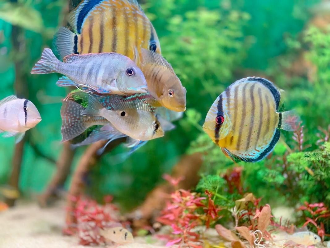 龍魚(yú)可以和七彩混養(yǎng)嗎圖片