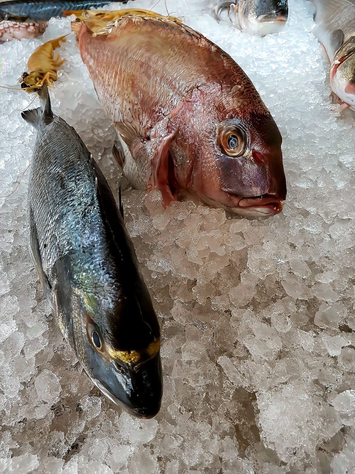龍魚爛身期間需要換水嗎？
