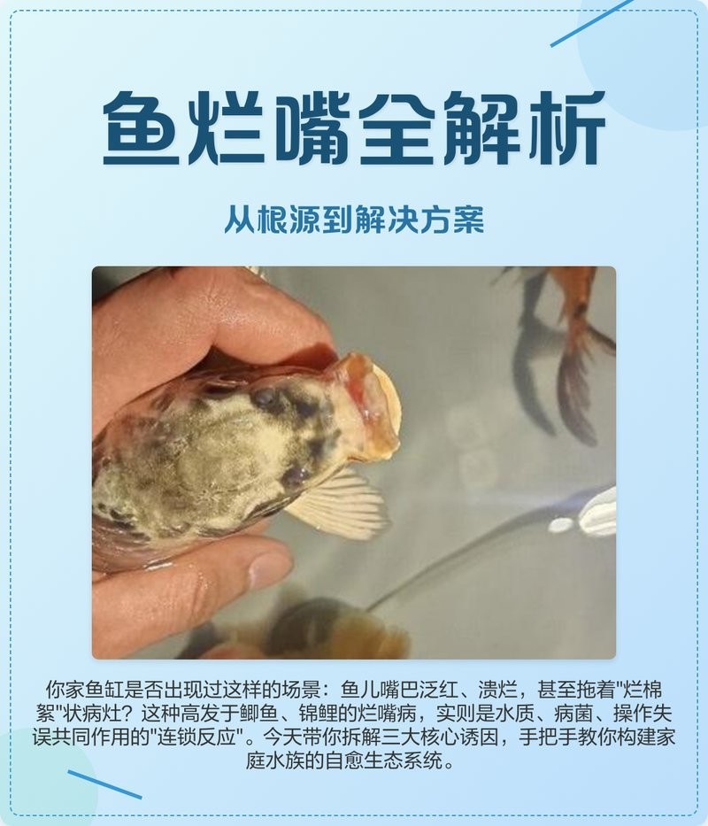 龍魚嘴巴爛了多久能好？