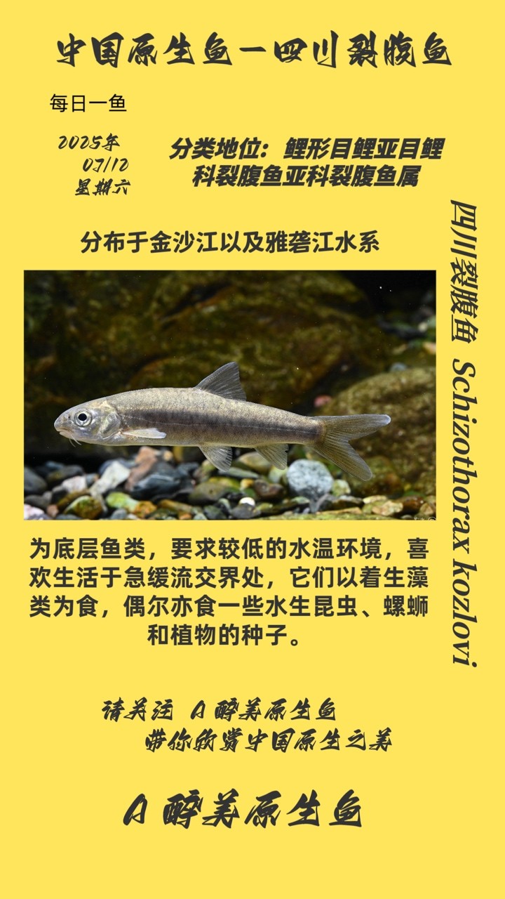 四川裂腹魚