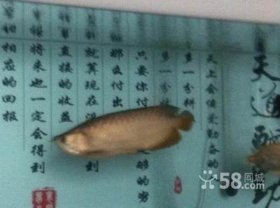 紅龍魚最高價格是多少錢一條啊圖片（紅龍魚最高價格是多少錢一條啊圖片大全）