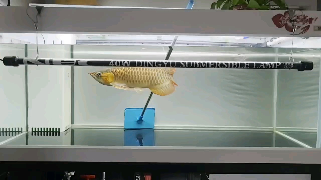 從亞馬遜逛一圈又回來了