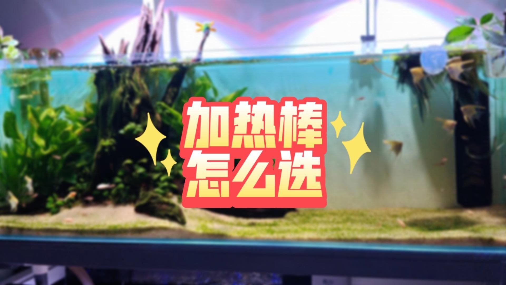 銀龍魚需要多大的加熱器？