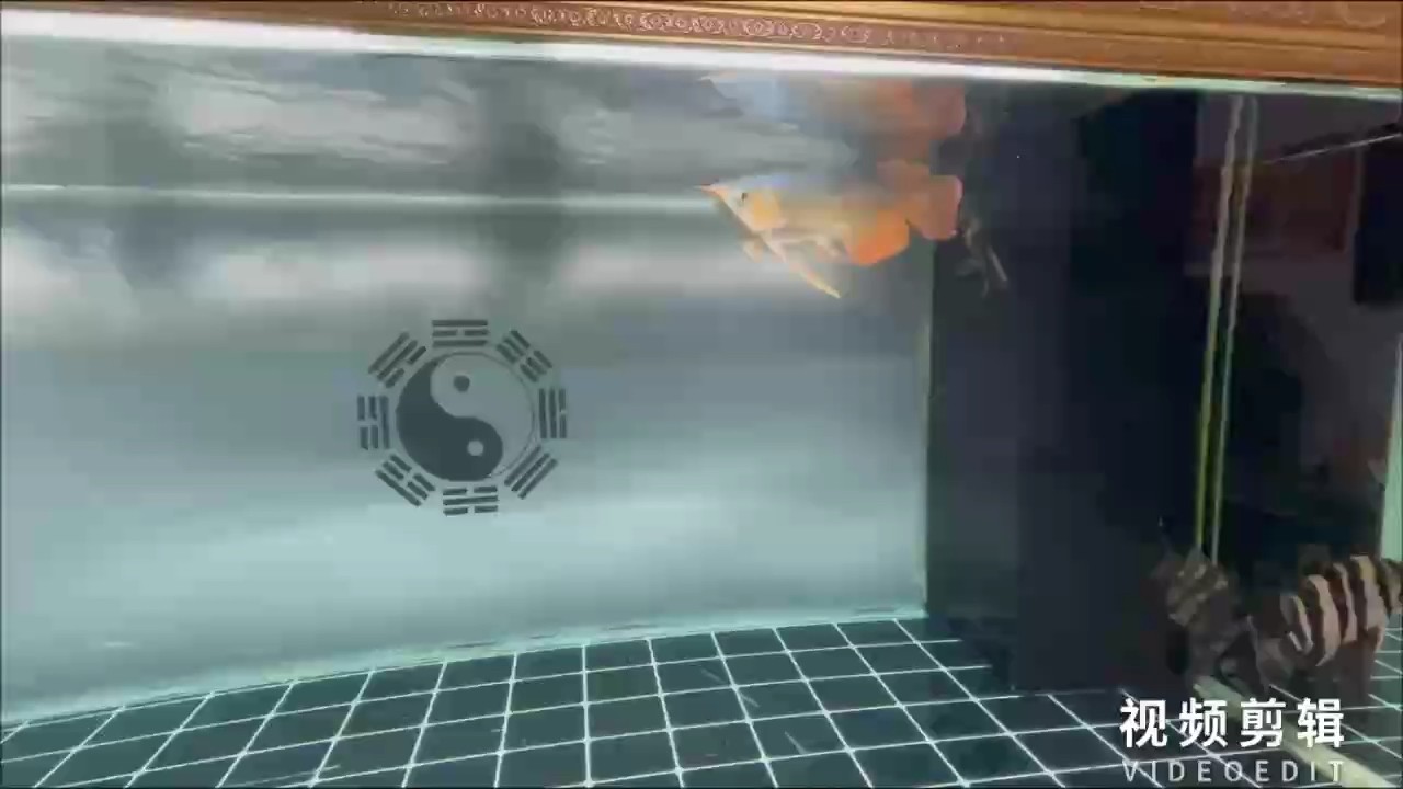 你以后就是我的風(fēng)水龍