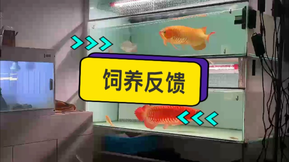 感謝臺州徐總的飼養反饋視頻?? 手里的魚如果不想養了記得找我們升級置換哦?? #萬隆天王紅龍#養魚日記#觀賞魚 #龍魚#紅龍