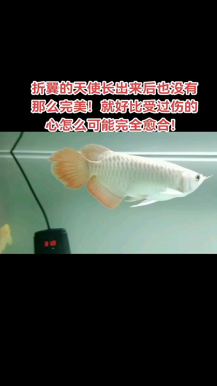 7月10日，折翼的天使，到家一個月了