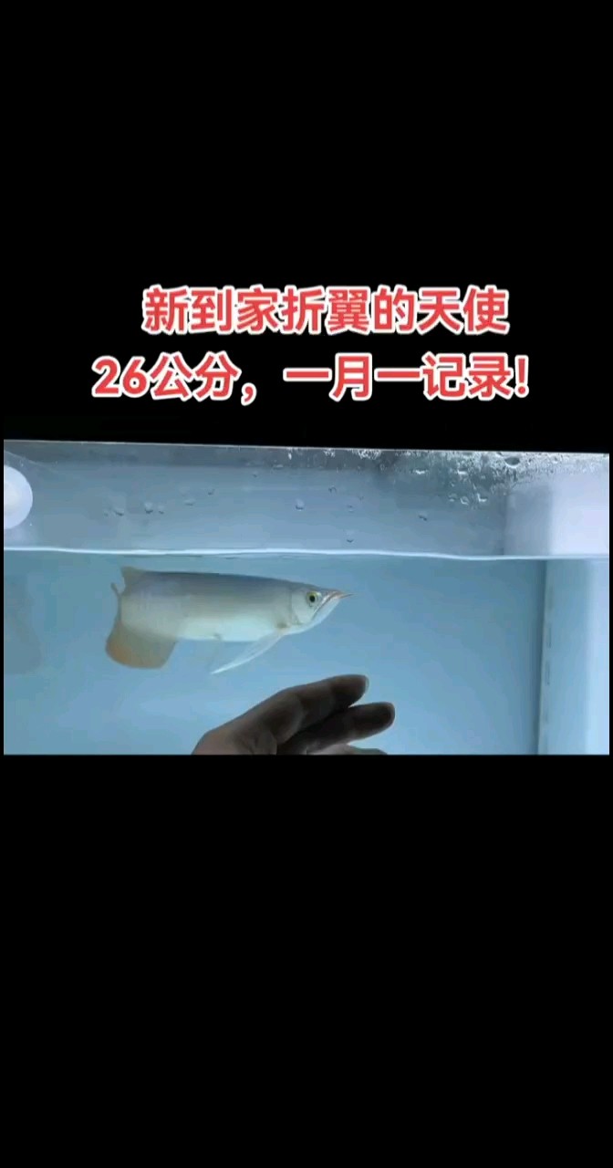 6月10日，龍魚到家了！ 6月10日，龍魚到家了！ 龍魚論壇