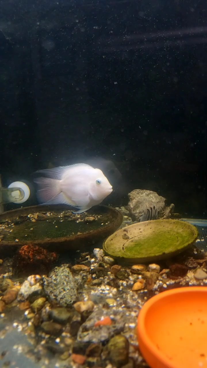 巨大的迷你鸚鵡 巨大的迷你鸚鵡 龍魚論壇